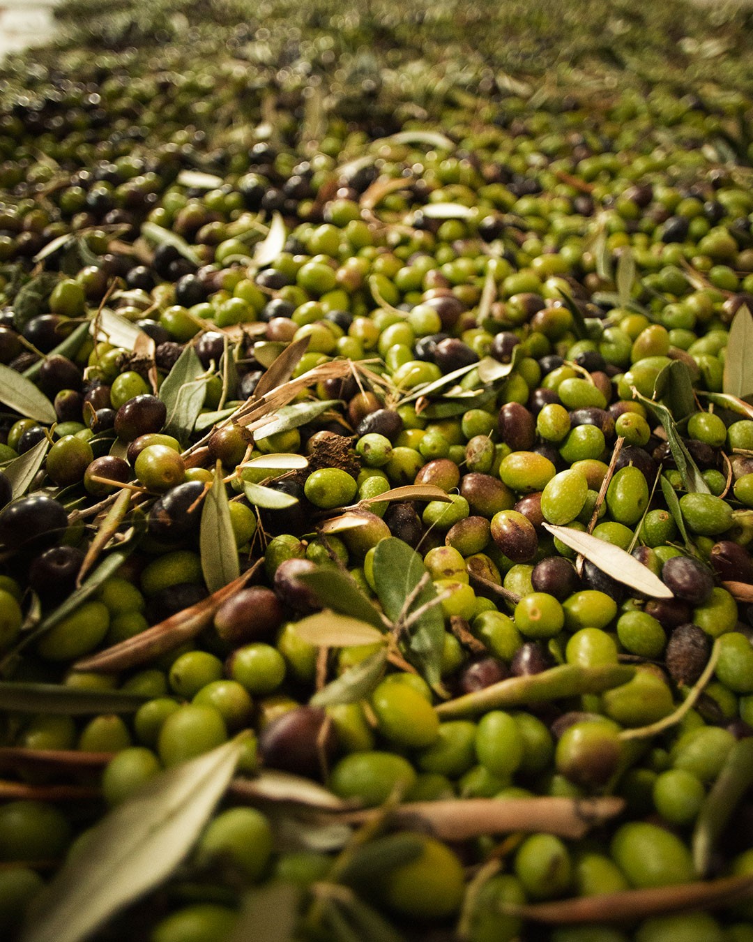 Sicilian olives