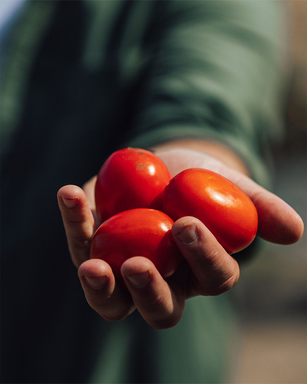 Tomates italiennes