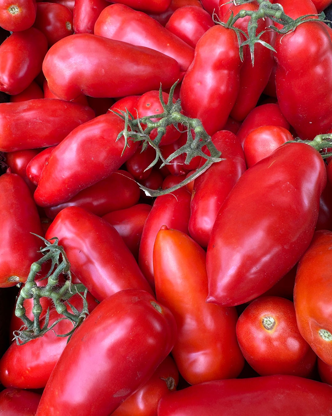 Tomates San Marzano