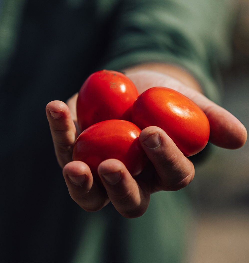 La tomate
